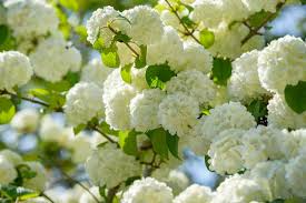 Japanese Snowball Viburnum Bare Root Shrub – Viburnum plicatum, White Spring Blooms, Landscape Plant, Hedges & Borders