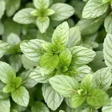 Peppermint Seeds 100 Non-GMO Mentha × piperita Culinary Herb for Tea, Baking & Gardens, Perennial Mint for Containers or Beds