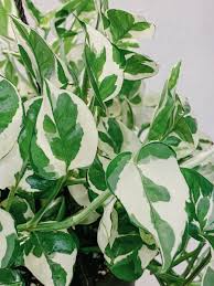 Unrooted Pothos Pearls and Jade Cuttings - Variegated Houseplant for Propagation - Indoor Trailing Plant - Devil's Ivy (Epipremnum aureum)