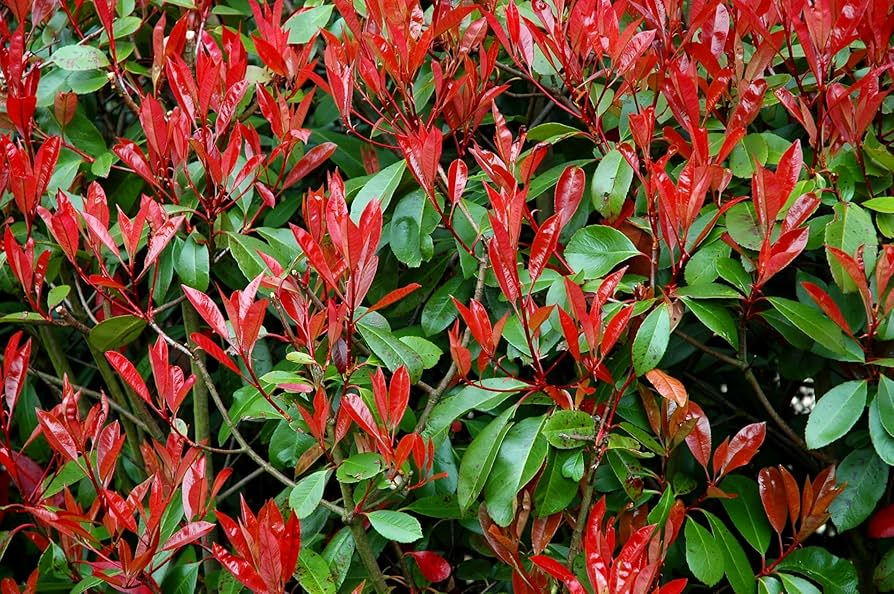 Photinia x Fraseri Cuttings - 10 Count Red Tip Evergreen Shrub for Hedges and Privacy Screens