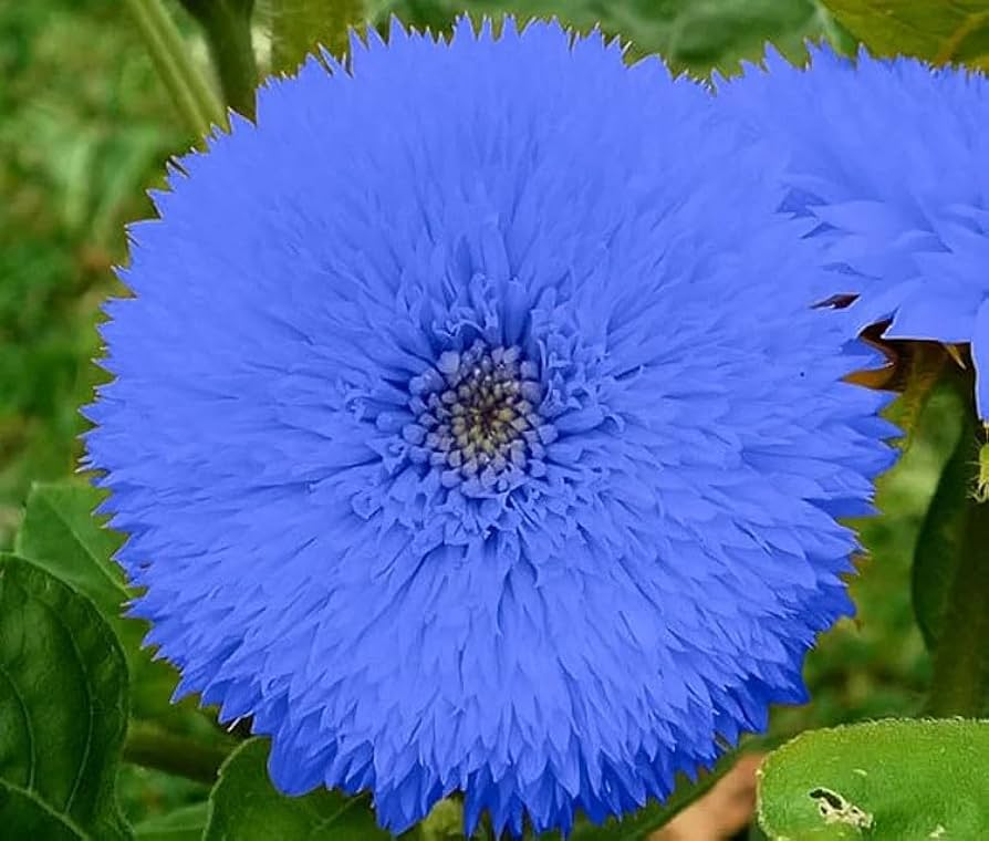 Blue Teddy Bear Sunflower Seeds – Fluffy Deep Blue Blooms – Rare Heirloom Helianthus annuus – Pollinator Friendly & Easy to Grow