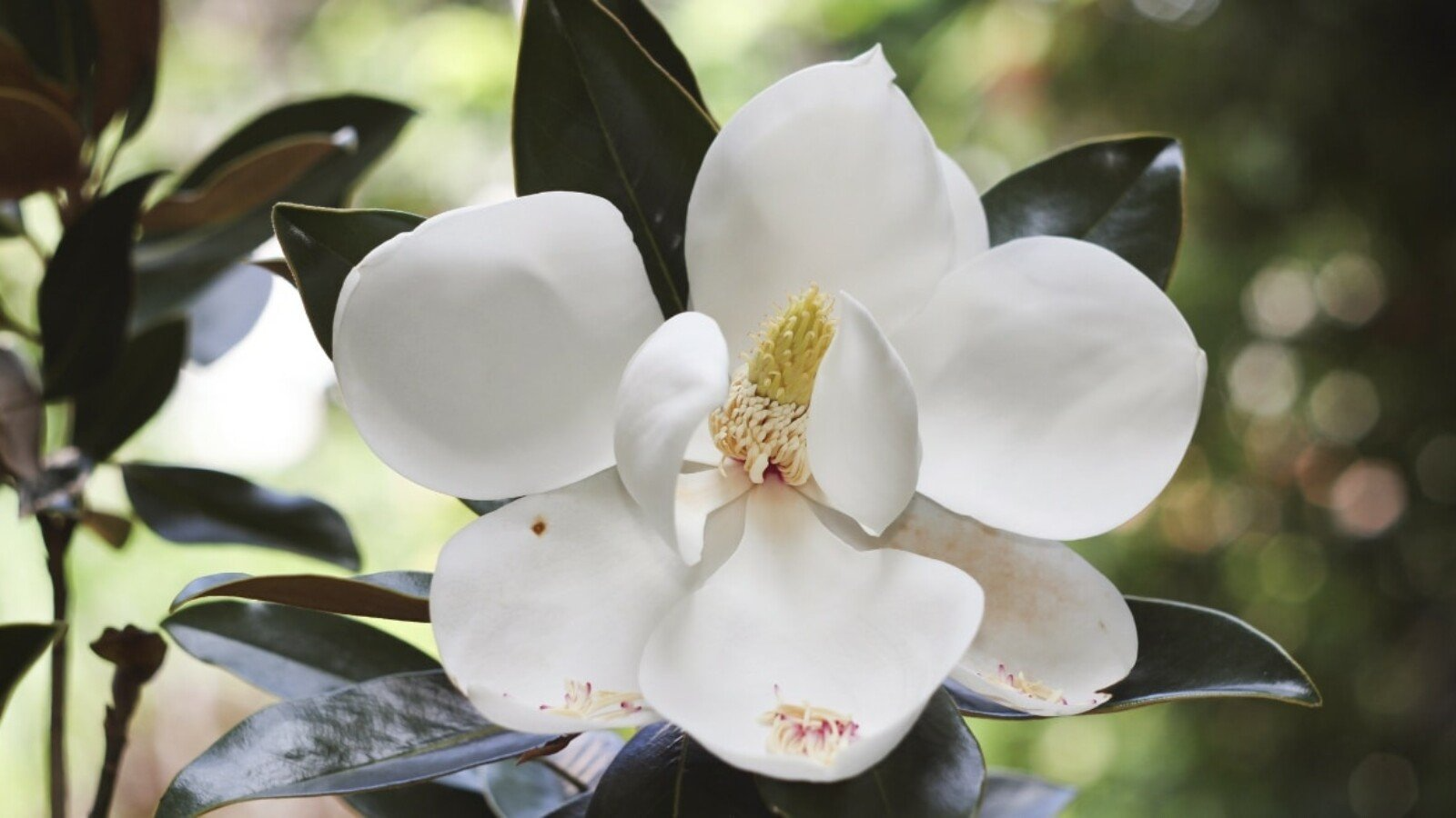 Southern Magnolia Cuttings - 8 Woody Stems for Rooting, Fragrant White Blooms, Evergreen Foliage, Zones 6-10, Easy to Grow, Heirloom Tree