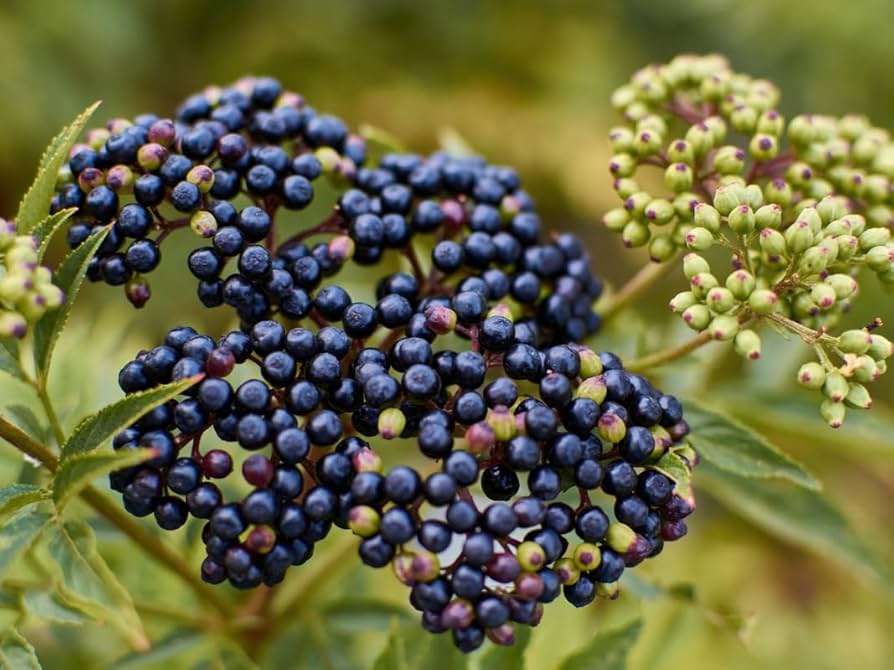 American Elderberry Cuttings - Organic Sambucus canadensis for Pollinator Gardens & Wildlife Habitat