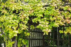 Hardy Arctic Kiwi Vine Cuttings 6 Pack | Seedless Actinidia arguta Climbing Fruit Vine for Garden