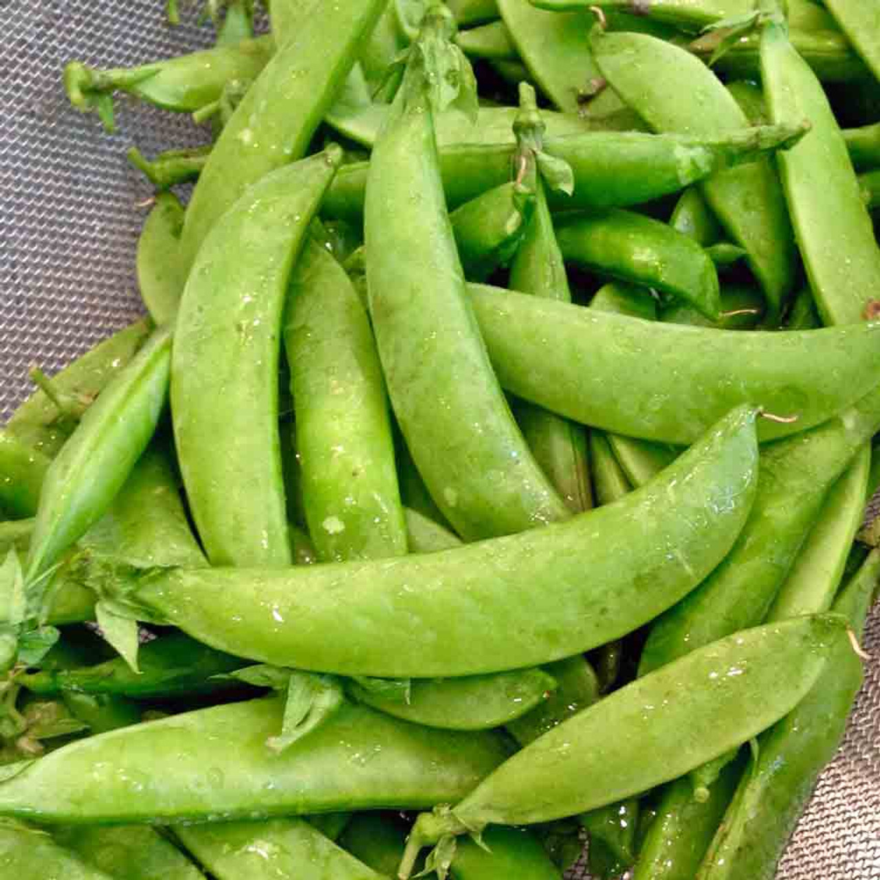 25+ Sugar Pod Snow Pea Seeds | Pisum sativum | Non-GMO Sweet Edible Pods for Cool Season Gardens