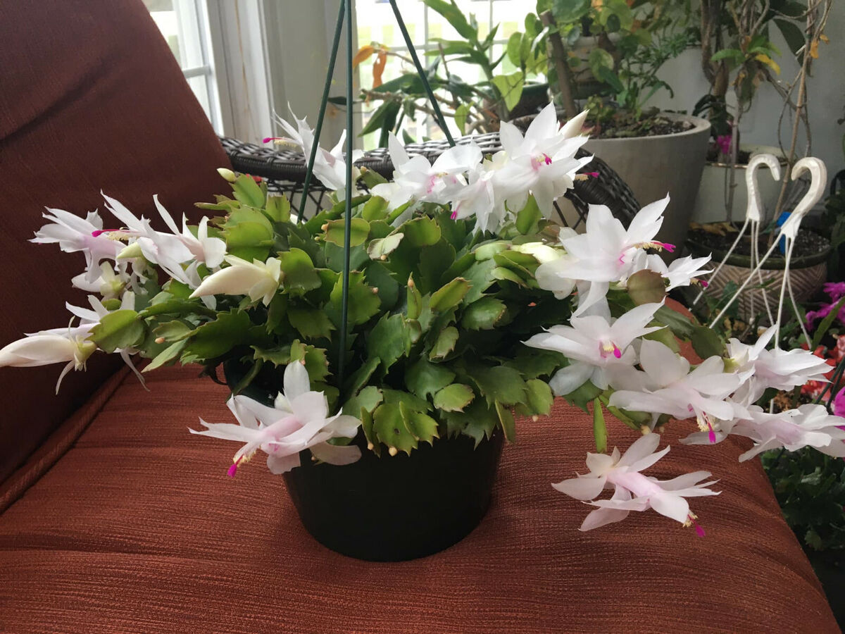 Christmas Cactus Cuttings - 5 Live 4-5" Schlumbergera White Flowers Indoor Epiphytic Plant