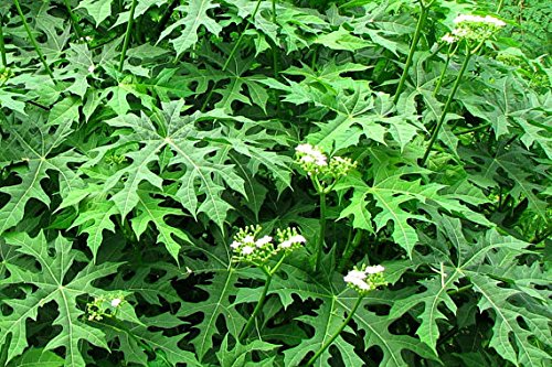 Chaya Cuttings, 6-8" Deep Lobed, Edible, Organic, Fast-Growing, Unrooted, Cnidoscolus aconitifolius
