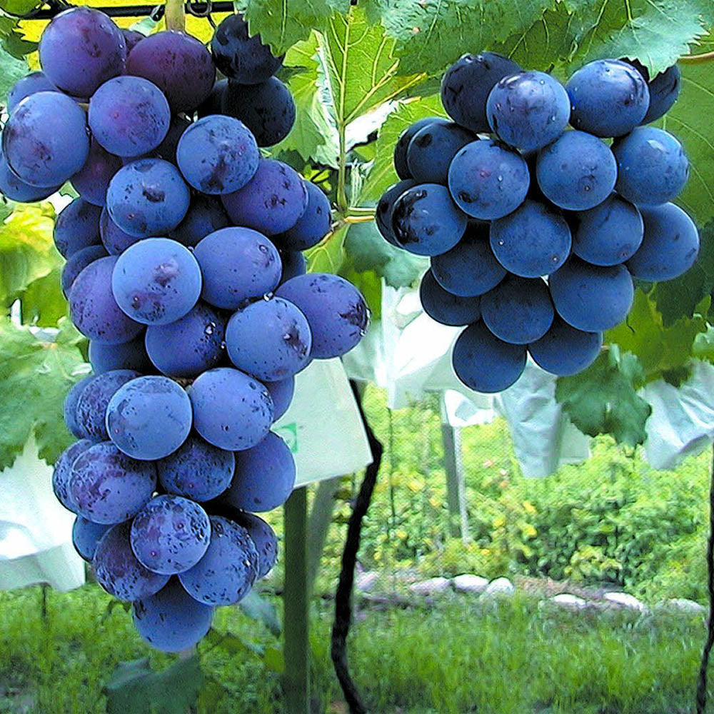 Vitis vinifera 'Kyoho' Grape Cuttings – Japanese Table Grape, Hardwood Stems for Propagation, Zone 6-9