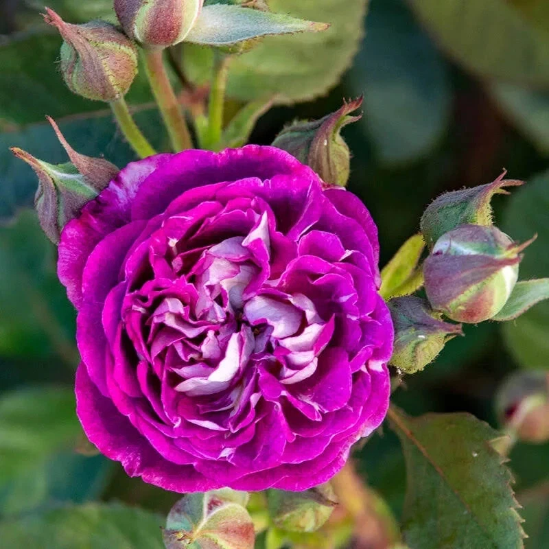 Cosmic Cloud Rose Cuttings - 3 Unrooted Stems with Velvety Pink-White Flowers, Rose Propagation, Garden Roses, USDA Zones 5-9