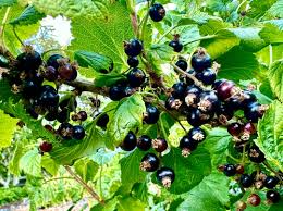 Black Currant Unrooted Cuttings 6-9 Inches Organic Non-GMO Ribes nigrum Fruit Bush for Propagation