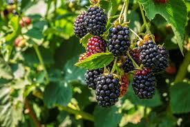 Big Daddy Thornless Blackberry Plant | Rubus | Edible Fruit, Perennial Berry Bush for Home Gardens