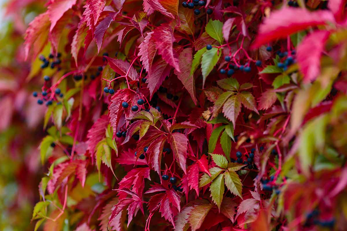 Virginia Creeper Vine Cuttings, Parthenocissus quinquefolia, 12 Rooted Clippings, Native Climbing Vine for Landscaping and Fencing