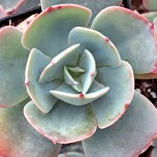 Echeveria Blue Sky Succulent Cuttings Pink Rosette Drought Tolerant Well-Draining Soil