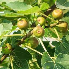 Fig Tree Cutting - Cold Hardy Crozes Variety, 6-8 Inches, Propagation, Frost Tolerant, Home Garden, Fruit Tree