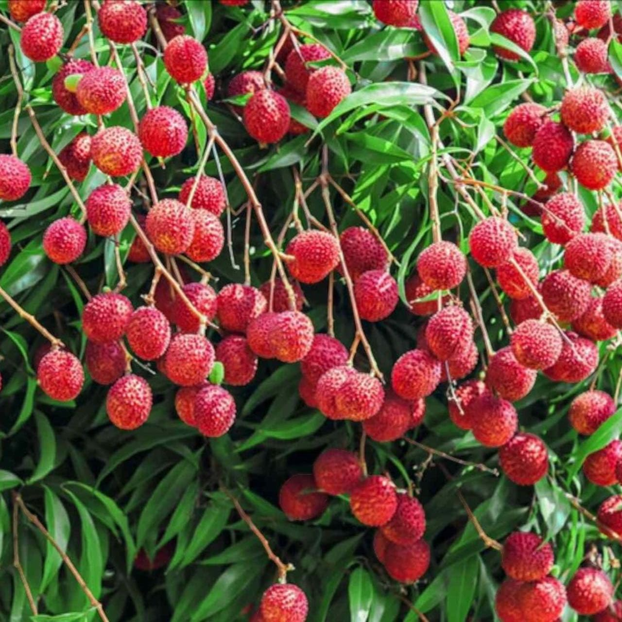 Lychee Seeds - Tropical Fruit Tree, Heirloom, Non-GMO, Litchi chinensis, Sweet Juicy Exotic Fruit, Easy to Grow in Warm Climates