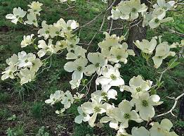 Flowering Dogwood Seeds | Cornus florida | Ornamental Tree for Landscaping & Wildlife Gardens | Non-GMO Spring Blooms