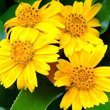 Wedelia Trilobata Plants – 100 Rooted Vines, Yellow-Orange Flowers, Ground Cover, Fast Growing, USDA Zones 8-11