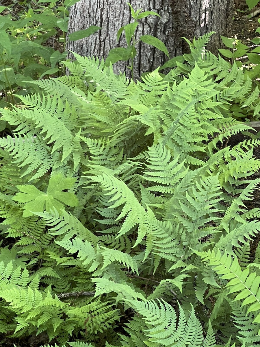 Leatherwood Ferns Bare Root Plants – Native Dryopteris marginalis for Woodland Gardens & Shade Borders