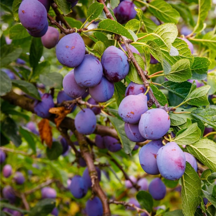 10 American Wild Plum Seeds | Prunus americana | Native Deciduous Fruit Tree for Planting | Hardy, Non-GMO Seeds