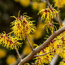 Witch Hazel Shrub Bare Root 12-18" Hamamelis virginiana Native Fall-Blooming Wildlife-Friendly Plant