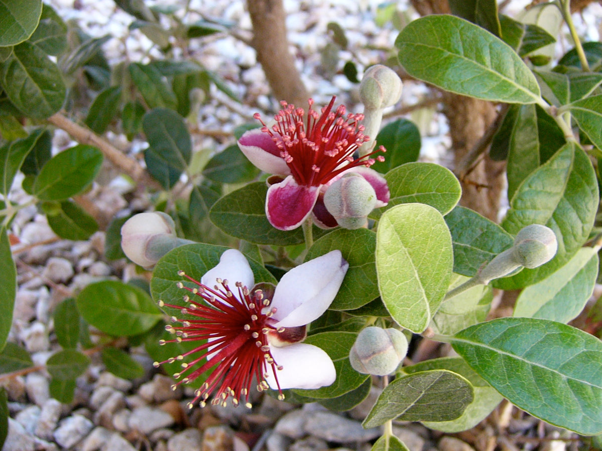 Pineapple Guava Tree Cuttings, Acca sellowiana, Self-Fertile, Edible Flowers & Fruit, USDA Zones 8-11, Evergreen Shrubs