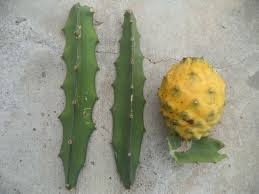Yellow Dragon Fruit Cutting 3-4 Inches Palora Variety Hylocereus megalanthus Tropical Plant for Rooting
