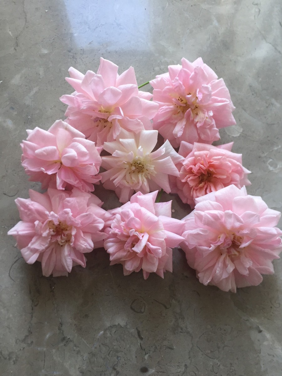 Organic Pink Miniature Rose Cuttings 6" Rosa 'Fairy' Unrooted Grafting & Rooting for Garden or Pot