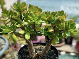 Crassula ovata Cutting | Thick Stem Jade Plant | Succulent Propagation | Drought Tolerant Indoor & Zone 10-11