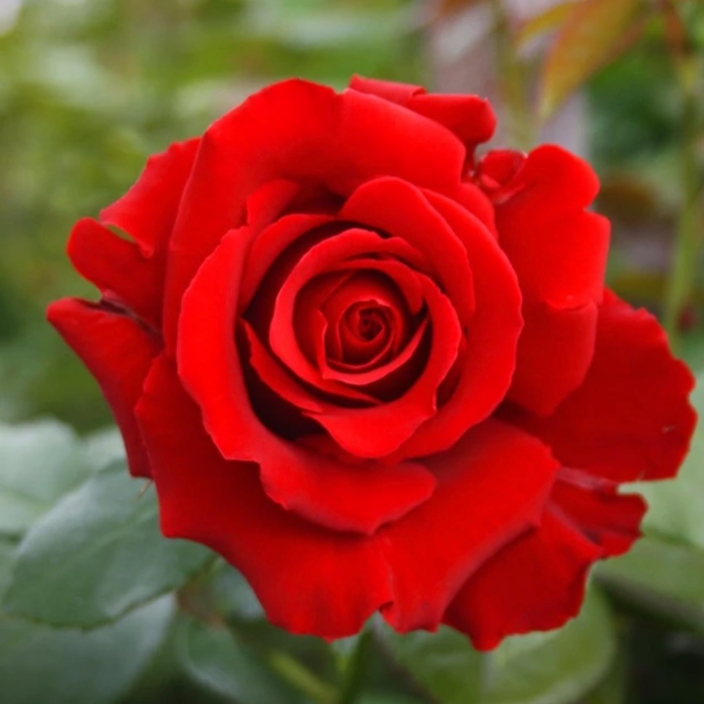 Unrooted Rose Cuttings - Cherry Red Color, 7 Inches, Easy to Root, Garden Roses, Propagation, Rosaceae