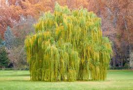 Weeping Willow Cutting 14-24" Bare Root Salix babylonica Fast Growing Tree for Wet Areas