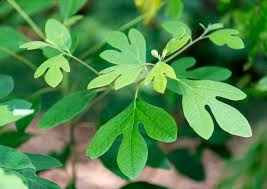 10 Sassafras albidum Cuttings – Unrooted Edible Wild Food Ornamental Garden Plant