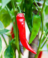 250 mg Sandia Hot Pepper Seeds - Capsicum annuum, New Mexican Heirloom, Spicy Chili for Salsas & Cooking