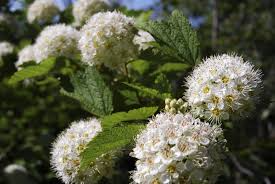Set of 5 Ninebark Shrubs Physocarpus opulifolius 12–18" Ornamental Foliage Border Landscaping Plants