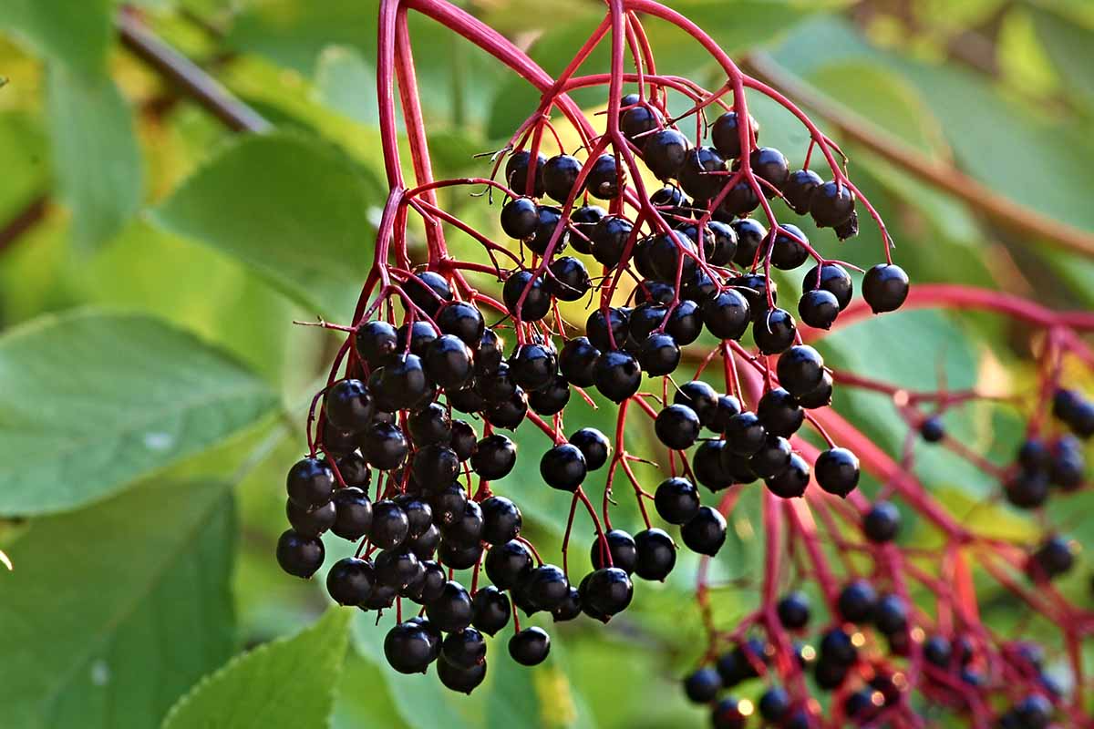 Set of 5 American Elderberry Plants - Sambucus canadensis Native Perennial Shrubs for Edible Landscaping & Wildlife Gardens