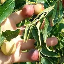 3 Chico Jujube Scion Cuttings 6-8" for Grafting No Roots Ziziphus jujuba Sweet Fruit Tree Propagation