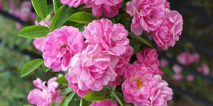 Peggy Martin Rose Cuttings 7-8" | Hardy Climbing Rose Katrina | Fragrant Pink Blooms | Disease-Resistant Rose of Katrina