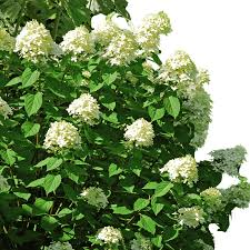 Bare Root Pee Gee Hydrangea Shrubs - Hydrangea paniculata 'Grandiflora' with White to Pink Blooms, USDA Zones 3-8
