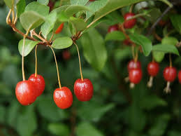 Elaeagnus multiflora Goumi Shrub Cuttings - Nitrogen Fixing Deciduous Bush with Red Berries