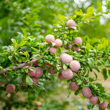 Prunus salicina Japanese Yellow Plum Cuttings – Fruit Tree Propagation, 4 Count, White Flowers, Zone 5-9