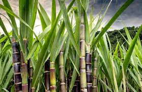 Rooted Sugarcane Plant 8 Inches - Saccharum officinarum, Juicy Sweet Cutting for Garden or Container Cultivation