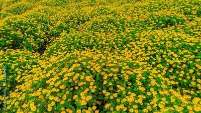 Live Rooted Vine Cuttings - Wedelia Trilobata Creeping Daisy Perennial Ground Cover, Tropical Flowering Plant for Landscaping