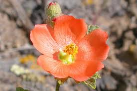 20 Monroe's Globemallow Seeds | Drought-Tolerant Flowering Shrub with Vibrant Orange Blooms | Sphaeralcea munroana