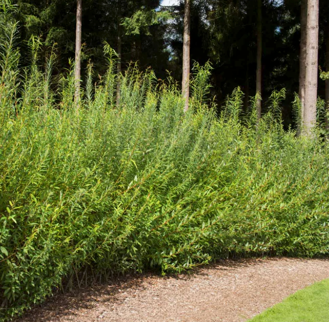 Hybrid Willow Tree Cuttings 25 Unrooted 10 Inch Fast Growing Privacy Hedge Erosion Control Salix spp.