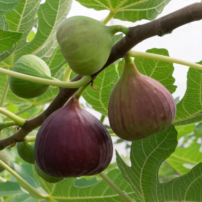 10 Chicago Hardy Fig Tree Scion Cuttings - Ficus carica Unrooted 10-12" for Rooting & Grafting, Cold-Hardy Fruit Variety