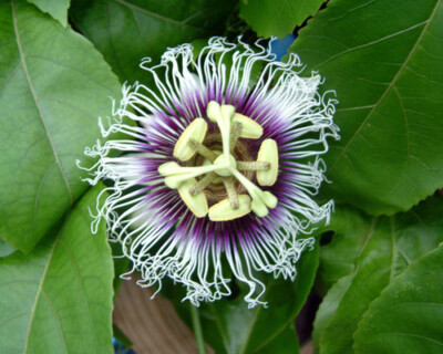 5 Possum Purple Passion Fruit Plants - Passiflora edulis Live Starter Vines for Edible Tropical Fruit Garden or Trellis