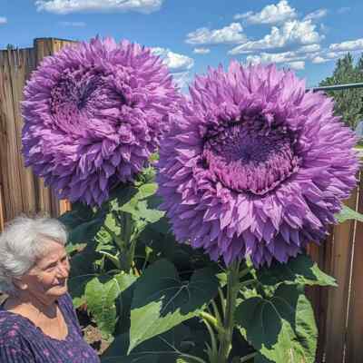 Purple Enchanting Giant Teddy Bear Sunflower Seeds – Rare Fluffy Purple Blooms, Easy to Grow, Pollinator Friendly, Helianthus annuus, 50 Seeds