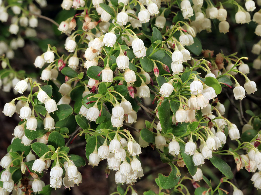 Farkleberry Cuttings 10+ Vaccinium arboreum Native Shrub with White Flowers and Edible Berries Zones 7-9