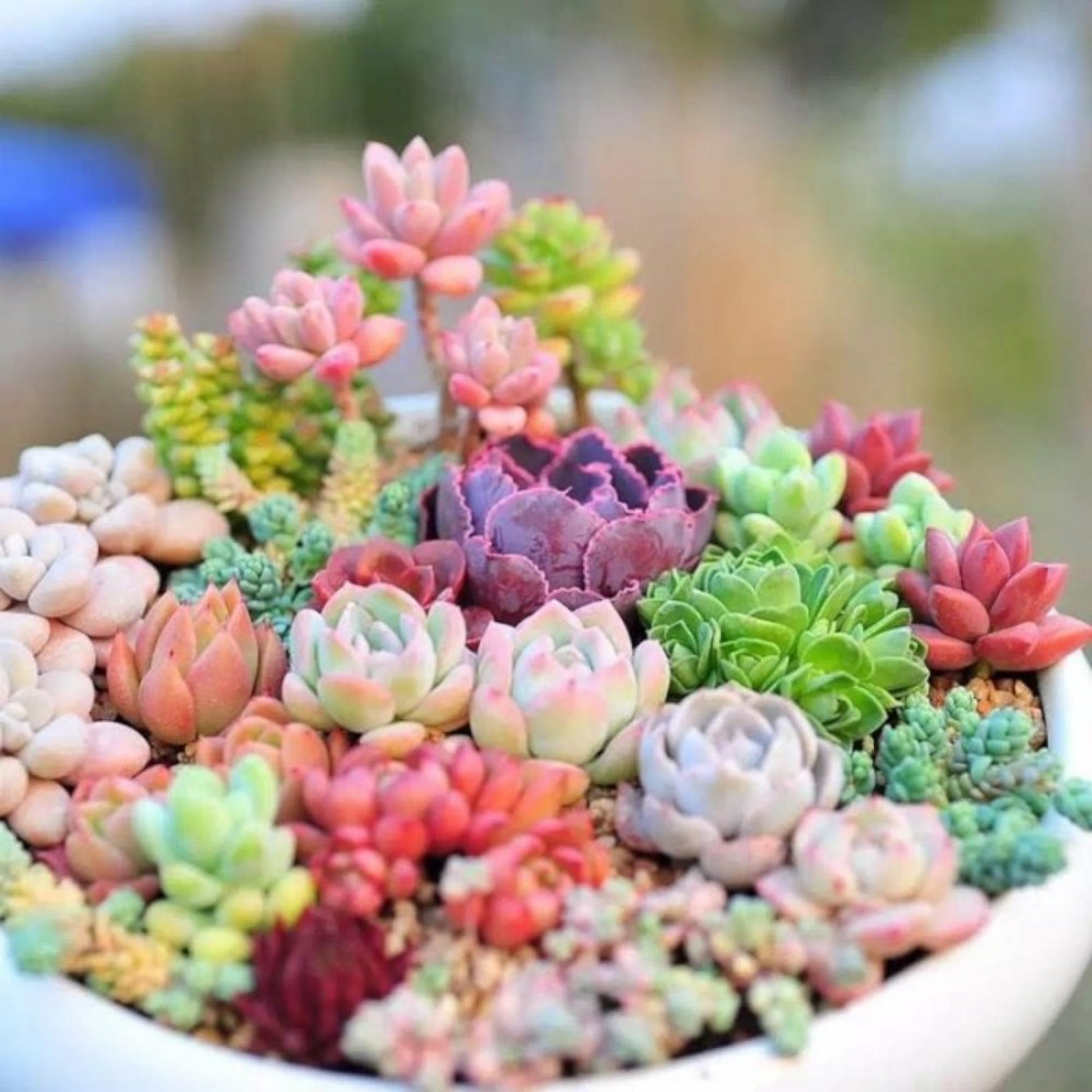 200 Rare Mixed Succulent Seeds - Colorful Echeveria Sedum Lithops Collection, Easy to Grow Indoor Outdoor, Non-GMO Seeds