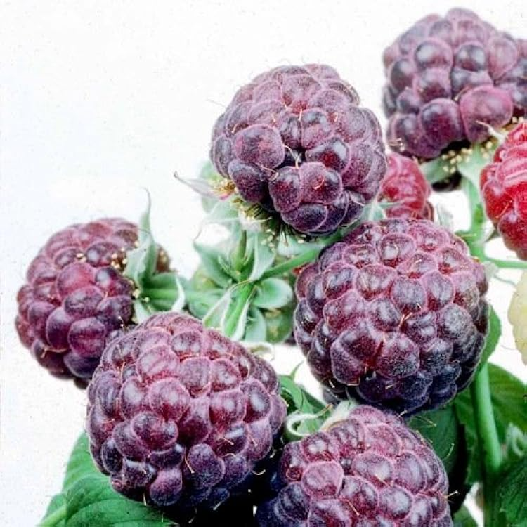 5 Glencoe Raspberry Plants - Thornless Purple Raspberry, Edible Fruit Shrubs, Live Starter Plants for Small Gardens & Berry Patches