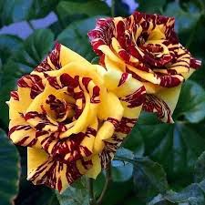 20 Dragon Tiger Rose Seeds - Rare Striped Red & Yellow Blooms - Fragrant Perennial Climbing Rose - Rosa spp.
